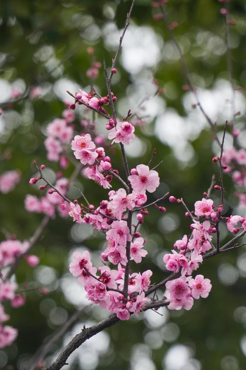 以“绣花”功夫做好精细化养护 余杭城管铺展“四季有景”城市画卷