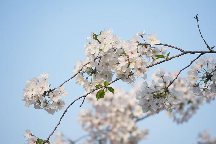 从“樱花赛道”到“四季花景” 余杭城管用心“雕琢”城市诗意