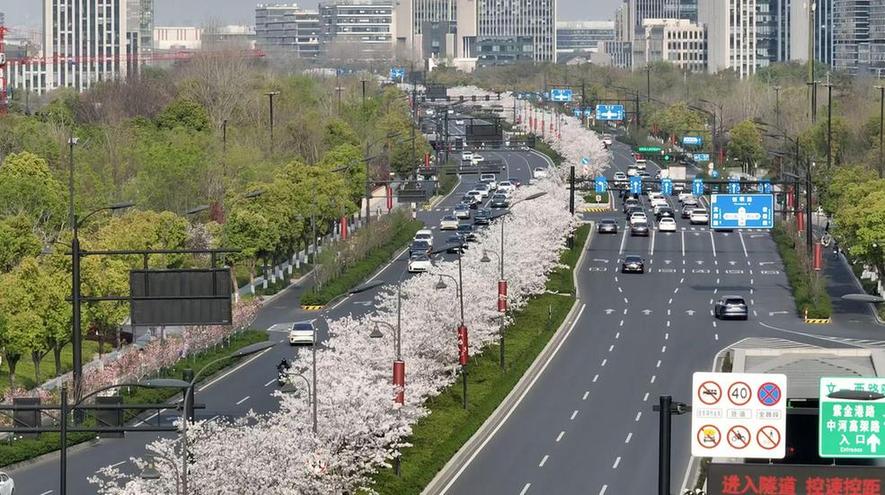 从“樱花赛道”到“四季花景” 余杭城管用心“雕琢”城市诗意