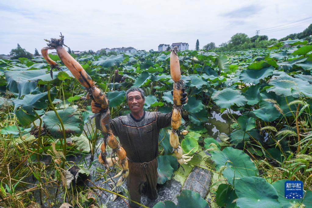 江南水乡收获忙