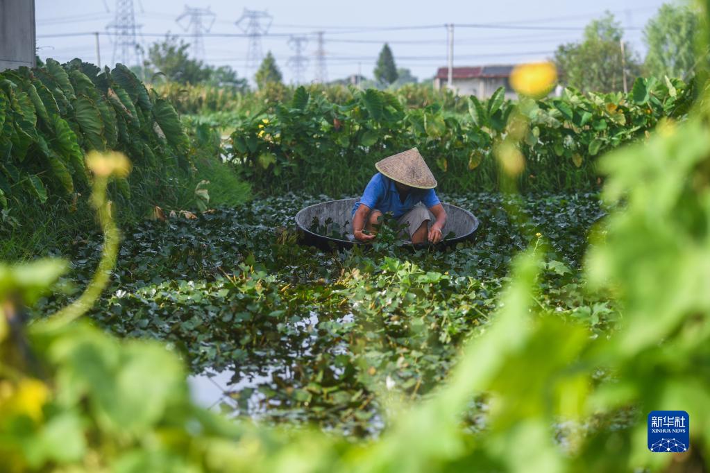 江南水乡收获忙