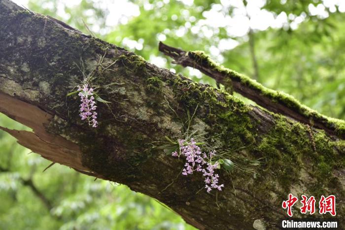 杭州淳安发现国家一级保护野生植物象鼻兰(图)