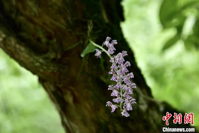 杭州淳安发现国家一级保护野生植物象鼻兰(图)