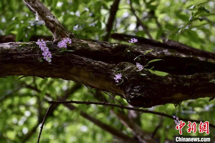 杭州淳安发现国家一级保护野生植物象鼻兰(图)