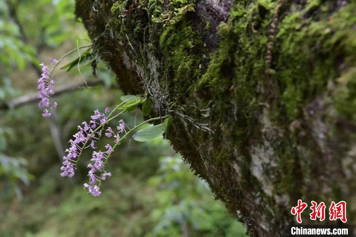 杭州淳安发现国家一级保护野生植物象鼻兰(图)