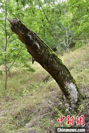 杭州淳安发现国家一级保护野生植物象鼻兰(图)