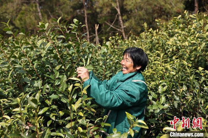 浙江东阳春茶“乌牛早”开采