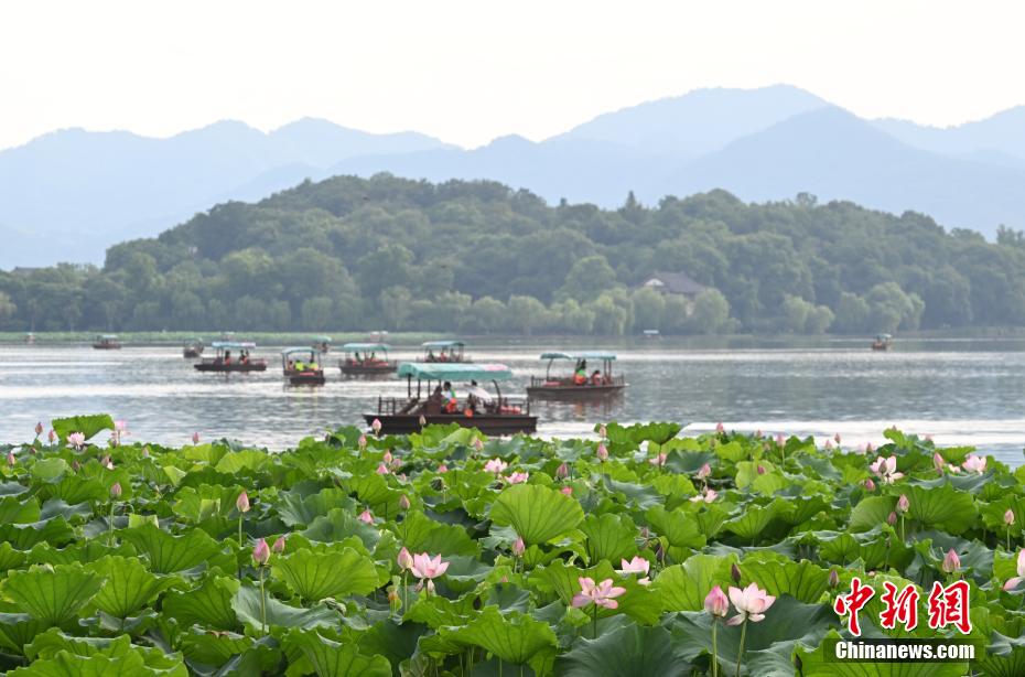 杭州西湖荷花开放吸引游人