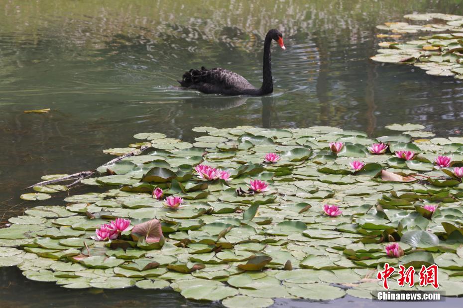 如梦似幻 南京紫金山燕雀湖睡莲初开美如画卷