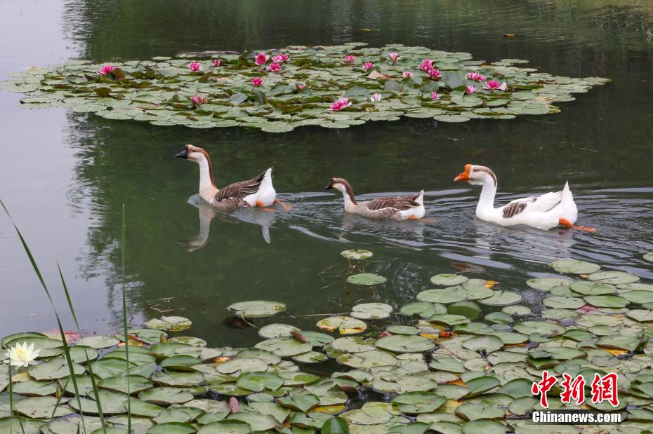 如梦似幻 南京紫金山燕雀湖睡莲初开美如画卷
