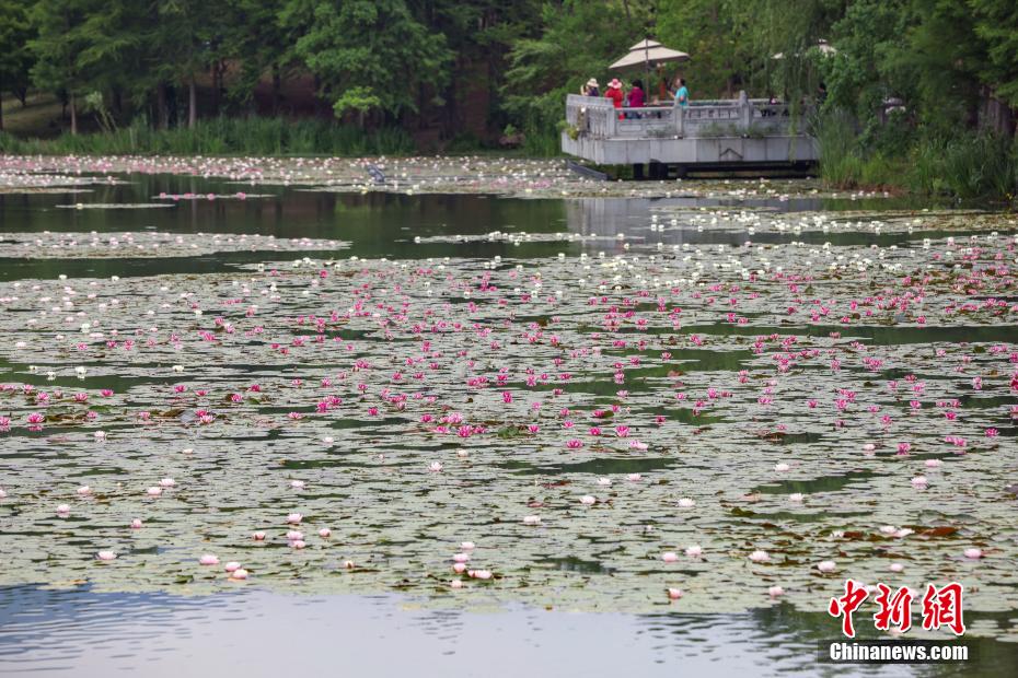 如梦似幻 南京紫金山燕雀湖睡莲初开美如画卷