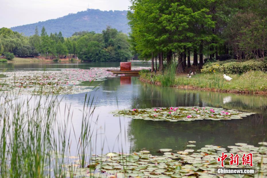 如梦似幻 南京紫金山燕雀湖睡莲初开美如画卷
