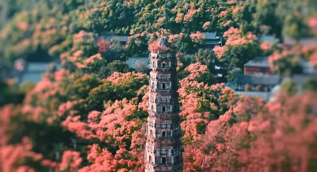 2026沪苏浙米其林指南餐厅榜单，将首度在台州发布！