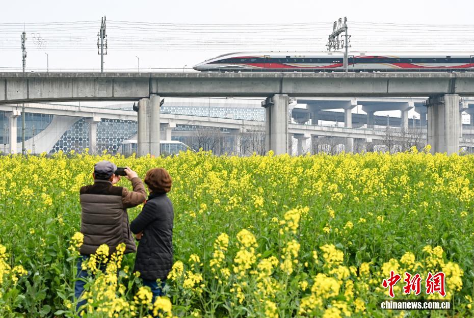杭州“CBD花田”盛放 “开往春天的列车”吸引民众 杭州“CBD花田”盛放 “开往春天的列车”吸引民众