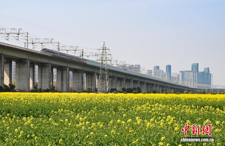 杭州“CBD花田”盛放 “开往春天的列车”吸引民众