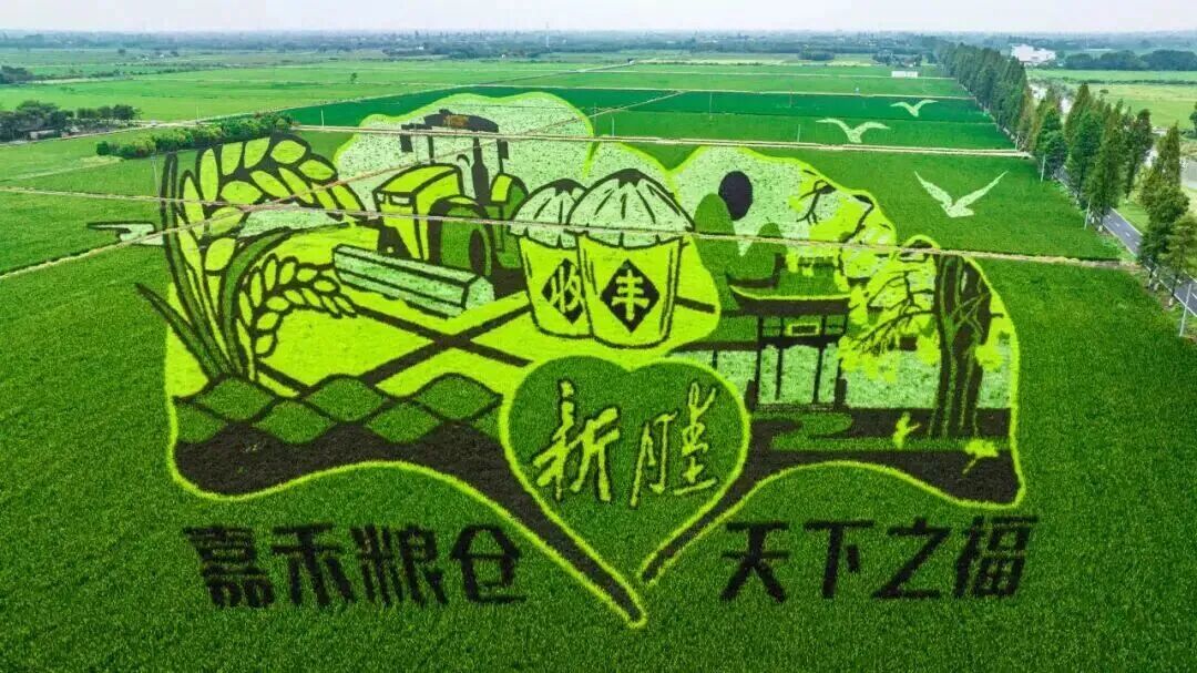 秀洲一粒米,“链”出55亿元大产业!