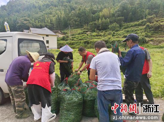 浙江龙泉，党员干部与农户并肩抢收农作物。龙泉市委宣传部供图