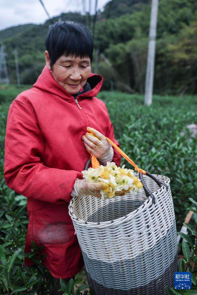 国道之行 海阔天空｜浙江余姚：把定向招工式共富工坊开进田间车间