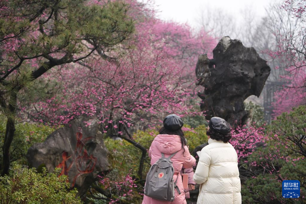 杭州：灵峰探梅