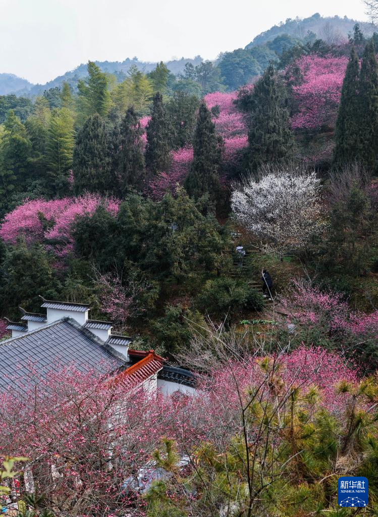 五彩梅园开启春季乡村旅游季