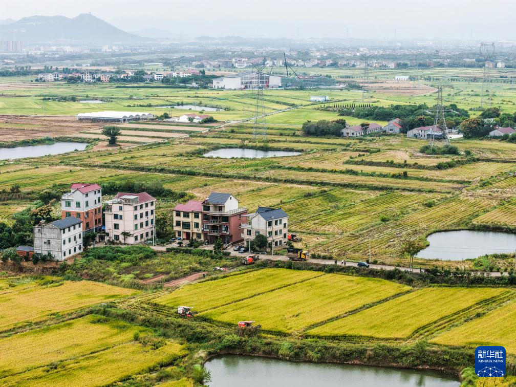 浙江金华:万亩良田示范区迎丰收