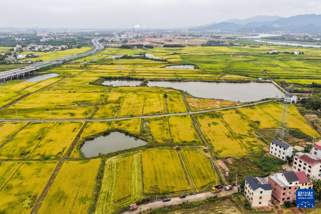 浙江金华:万亩良田示范区迎丰收