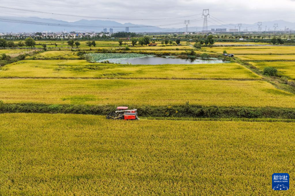 浙江金华:万亩良田示范区迎丰收