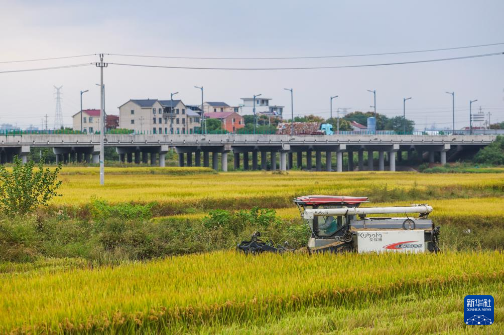 浙江金华:万亩良田示范区迎丰收