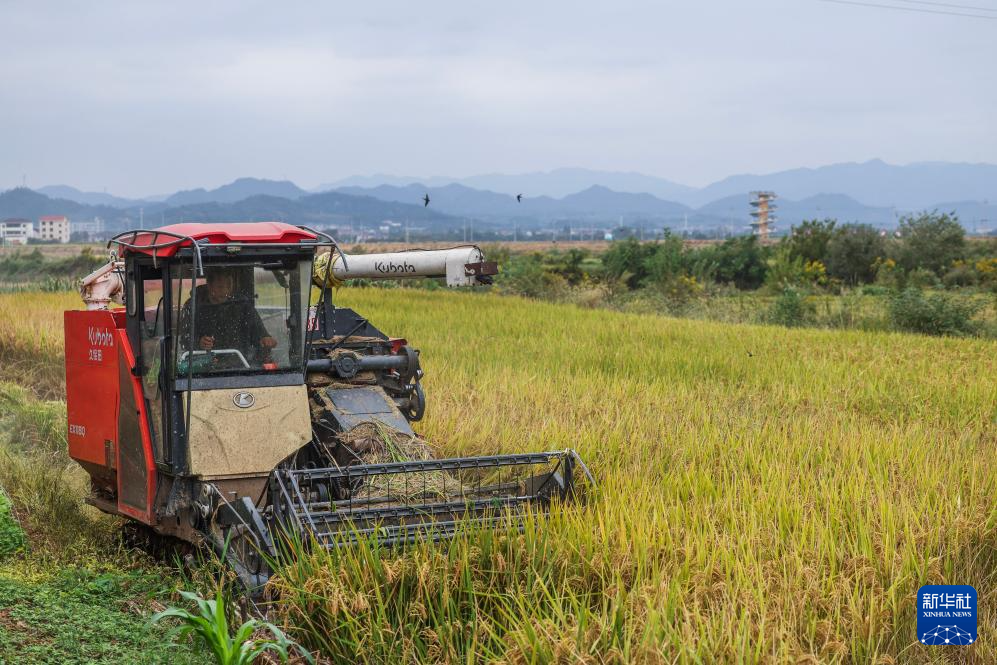 浙江金华:万亩良田示范区迎丰收