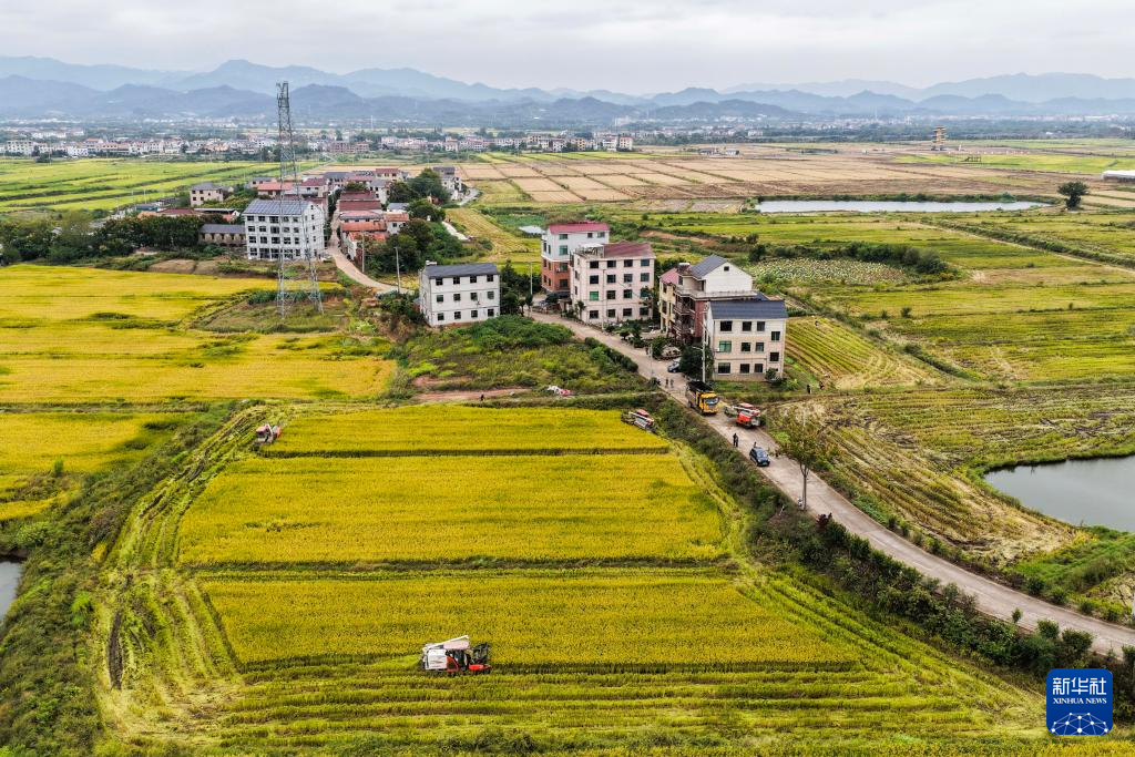 浙江金华:万亩良田示范区迎丰收