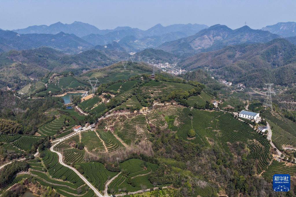 浙江武义:中国有机茶之乡春茶全面开采