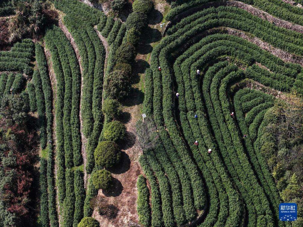浙江武义:中国有机茶之乡春茶全面开采