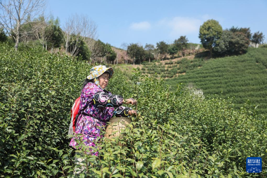 浙江武义:中国有机茶之乡春茶全面开采