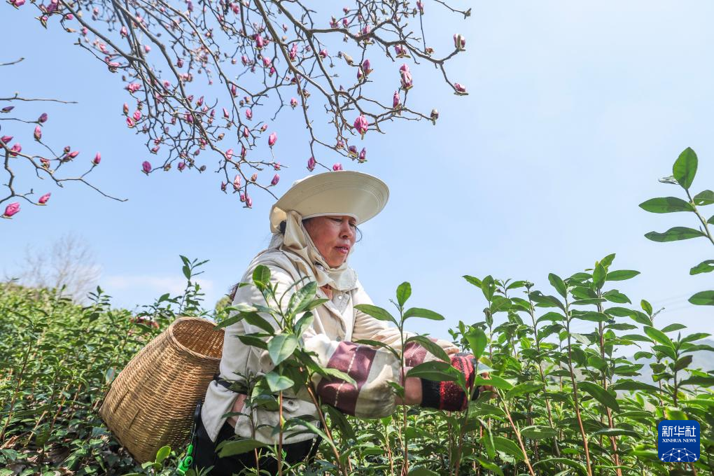 浙江武义:中国有机茶之乡春茶全面开采