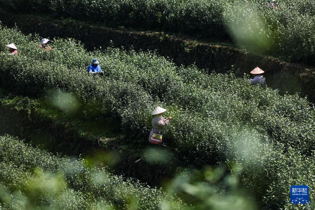 浙江武义:中国有机茶之乡春茶全面开采