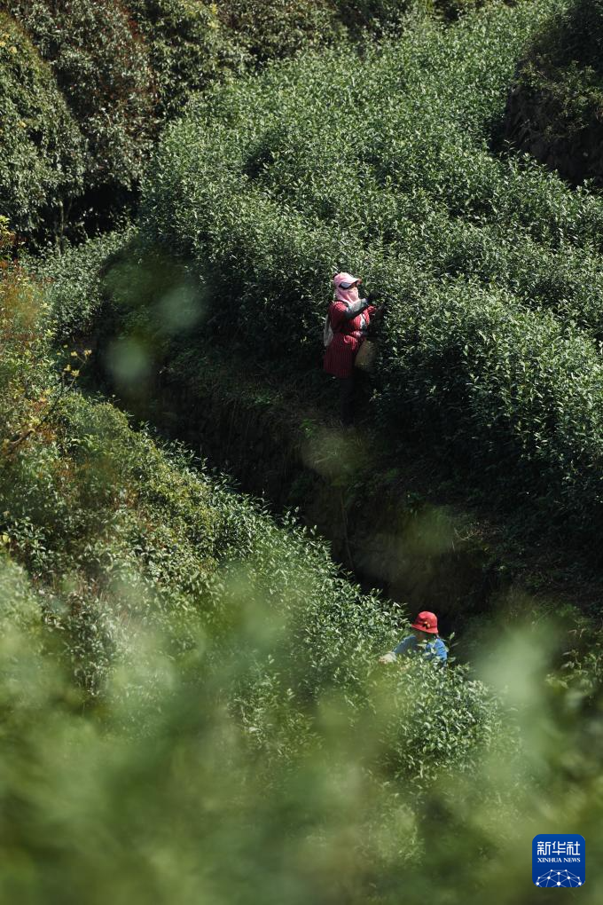 浙江武义:中国有机茶之乡春茶全面开采