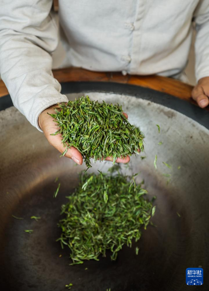 浙江武义:中国有机茶之乡春茶全面开采