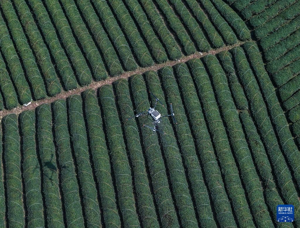 浙江武义:中国有机茶之乡春茶全面开采