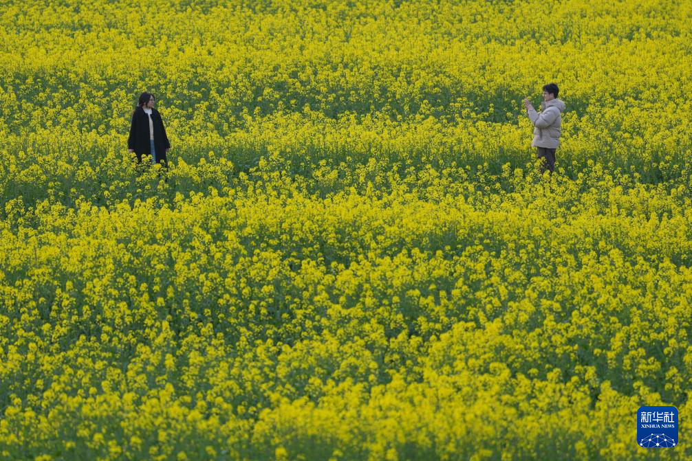 浙江桐庐:春拂江村 油菜花开
