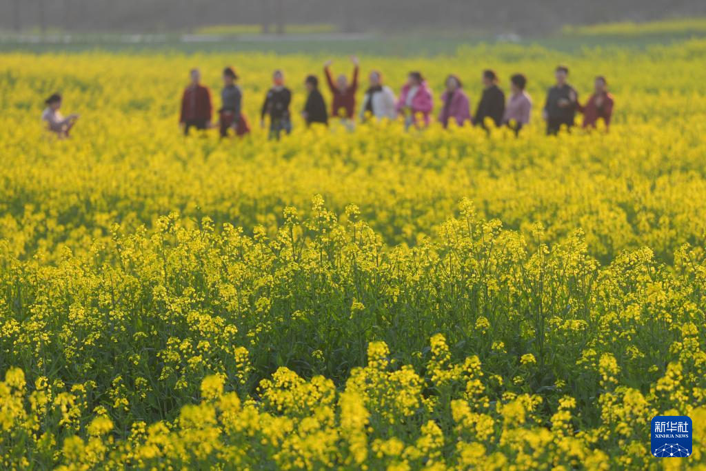 浙江桐庐:春拂江村 油菜花开