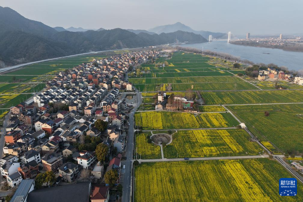 浙江桐庐:春拂江村 油菜花开