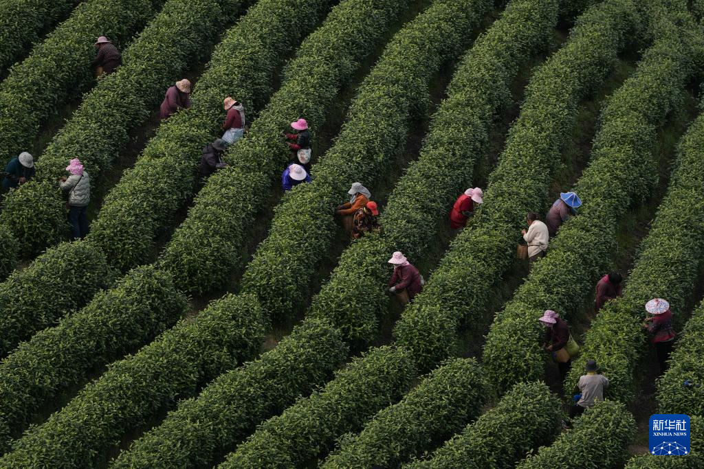浙江安吉:万亩茶园 采摘正酣
