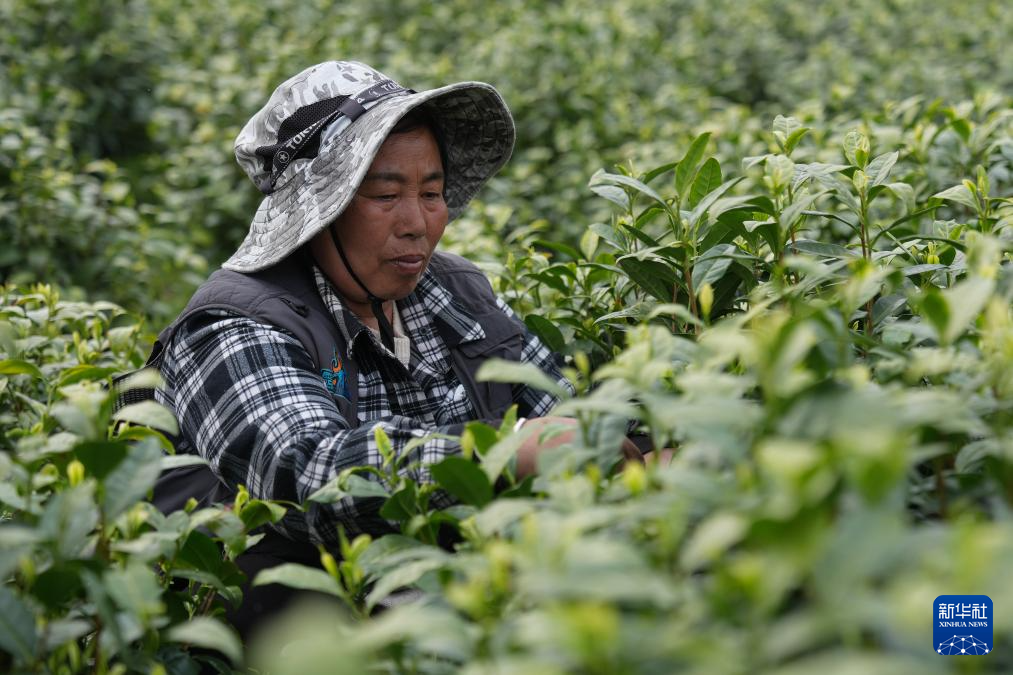 浙江安吉:万亩茶园 采摘正酣