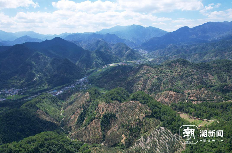 化不开的乡愁代代传承,临安山核桃开杆,一家老小齐上阵 化不开的乡愁代代传承,临安山核桃开杆,一家老小齐上阵